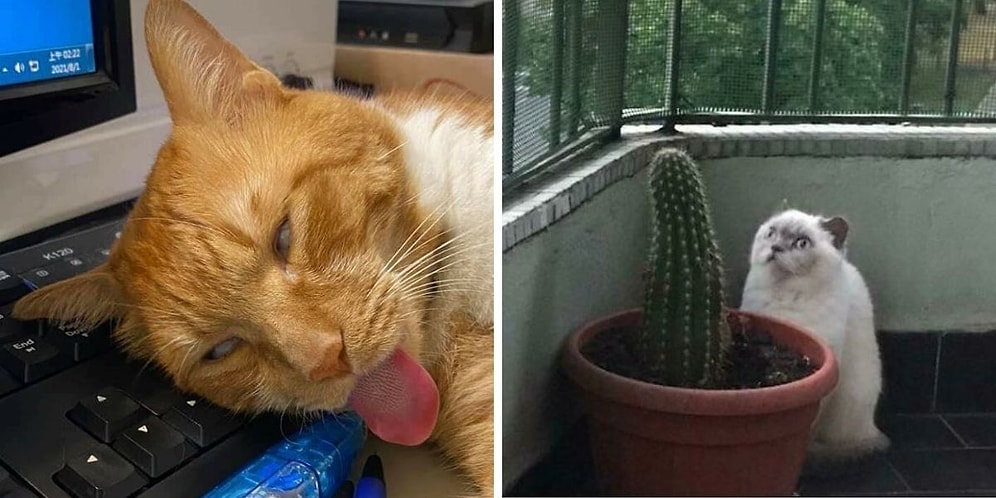 Что не так с моей кошкой: Владельцы делятся фотографиями своих странных питомцев (15 новых фото)