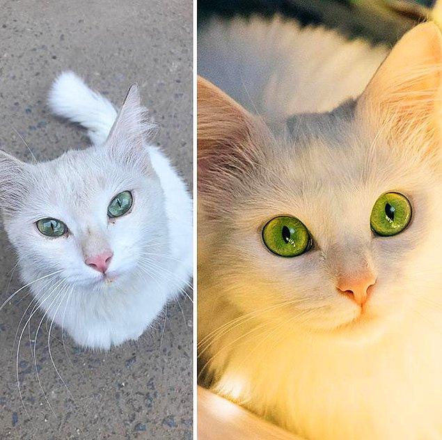 19. "Sokakta bulduğum kedinin bir ay içerisinde geçirdiği değişim."