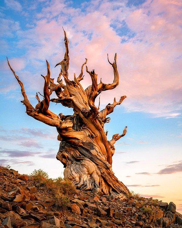 2. Antik Bristlecone Çam Ormanı'ndaki dünyanın en eski ağaçlarından bir tanesi.