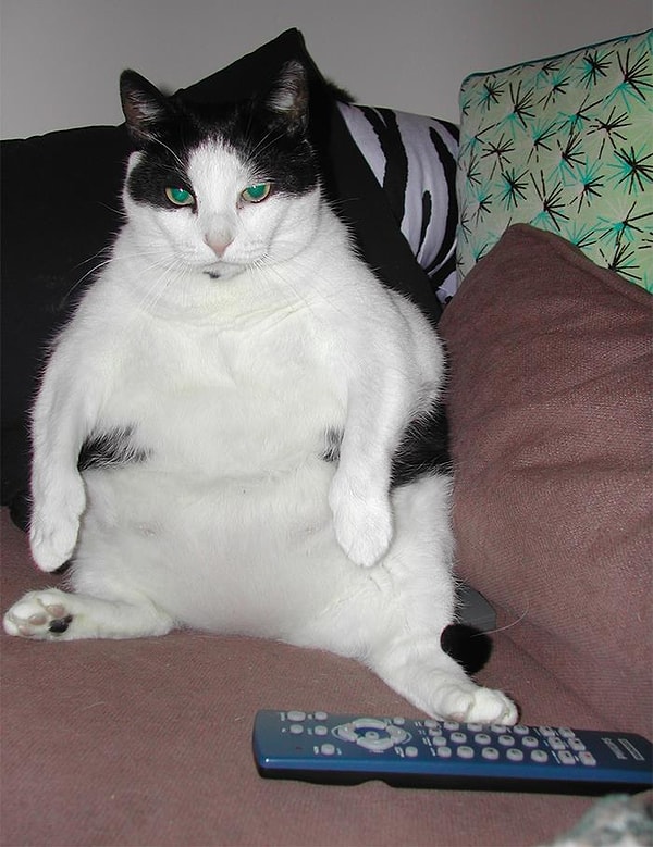 14. Нездоровые пухленькие животные. Люди!! Это не нормально! То, что ваше животное мило выглядит с избыточным весом еще не значит, что оно хорошо себя чувствует в этом теле