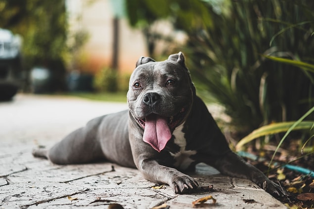 4. "Arka bahçemizde çok sevdiğimiz bir pitbullumuz var ancak komşular tarafından çalınıp pitbull barınağına verildi...