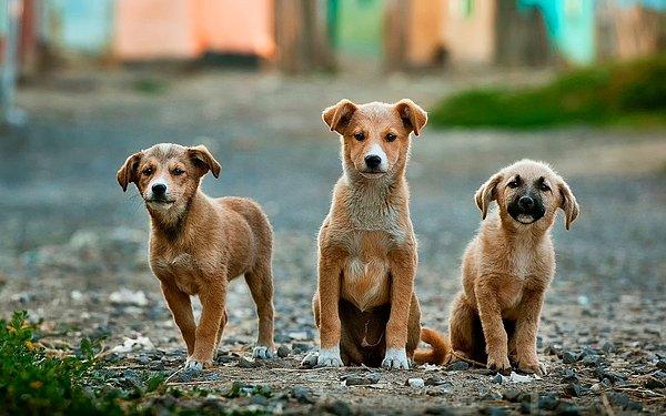 9. "Komşumuzun üç tane köpeği var ve her gün dışarıya tuvaletlerini yapmaları için günde 2 kez salıyorlar...