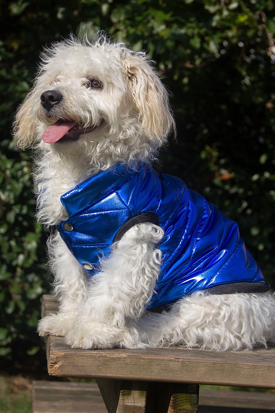 Patili Dostlarinizi Sicak Tutarken Tatliliklarina Tatlilik Katacak Kedi Ve Kopek Kiyafetleri