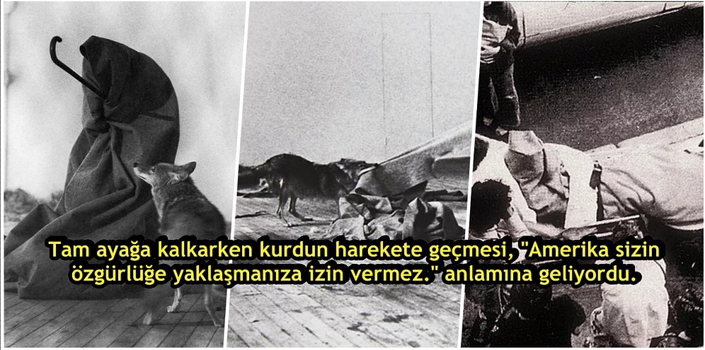 Joseph Beuys Tarafından Gerçekleştirilen İlginç Bir Sanat Olayı: Vahşi Bir Kurt ile Aynı Kafeste 1 Hafta