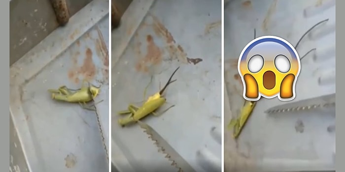 Peygamber Devesinin İçinden Çıkan Parazitin Adeta Bir Uzaylıyı Andırdığı Aşırı Korkunç Anlar