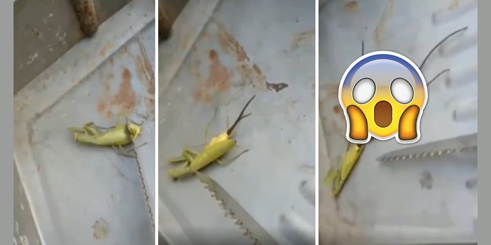 Peygamber Devesinin İçinden Çıkan Parazitin Adeta Bir Uzaylıyı Andırdığı Aşırı Korkunç Anlar