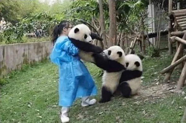 5. Pandalara aşık olmayan tek biz değiliz diye düşünüyoruz. 😍