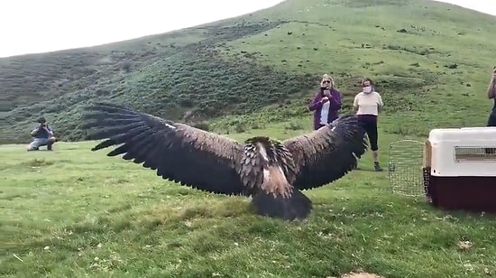 Vahşi Doğaya Salınan Kızıl Akbabanın İhtişamlı ve Görkemli Anları