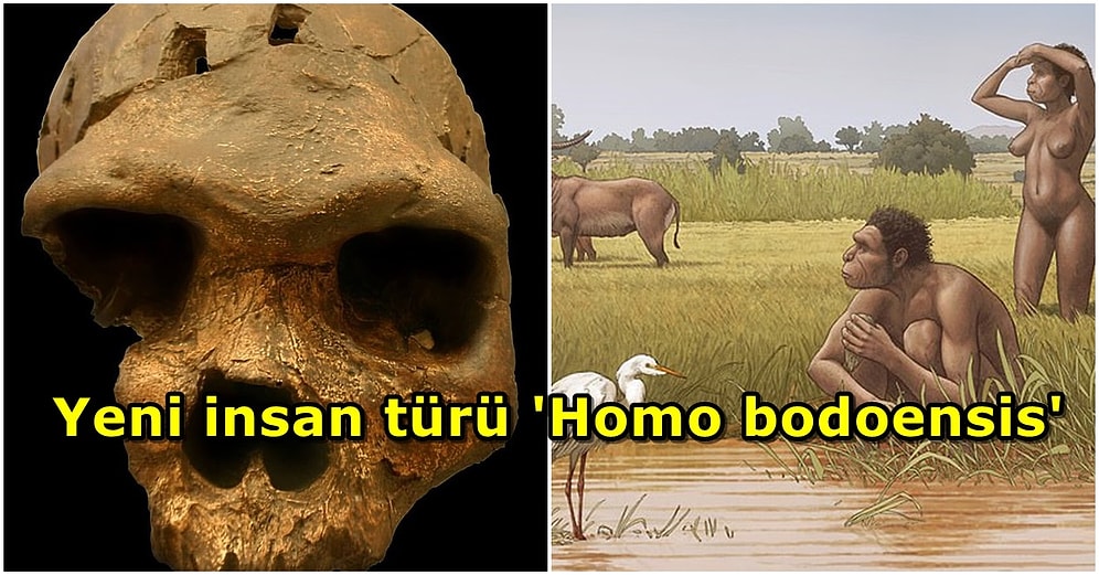 Tarihin Seyrini Değiştirecek Buluş: 500 Bin Yıl Önce Yaşamış Bir İnsan Türü Bulundu