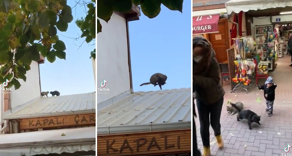Çatıda Kavgaya Tutuşan Kedilerin En Kral Hollywood Filminden Daha Aksiyonlu Anları