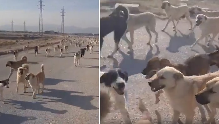 Konya'da Kaydedilen Yüzlerce Başıboş Köpek Görüntüsü Sosyal Medyada Tepki Çekti