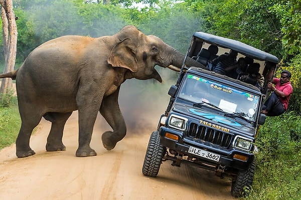 5. Это мои джунгли!