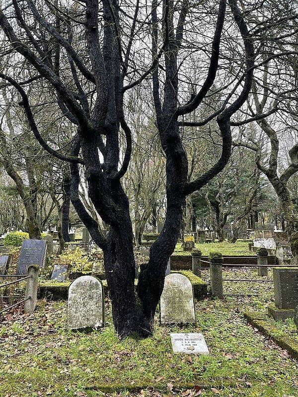 16. "İzlanda'da Hólavallagarður Mezarlığı'nda eski bir İskandinav geleneği olarak mezarlara ağaçlar dikildiği söyleniyor. Böylece kaybettiğiniz yakınlarınıza bu büyüyen ağaç sayesinde dokunabilirsiniz."