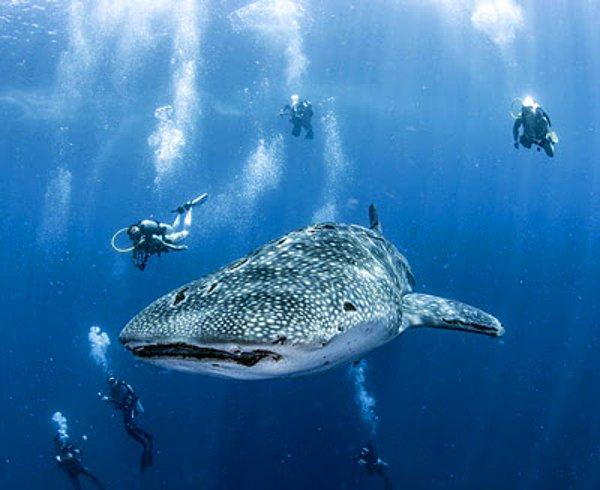 3. Tüm yıl karşınıza balina köpekbalığı çıkabilir.