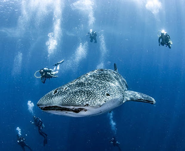 dunyada sadece maldivler de karsilasabileceginiz birbirinden fantastik 15 durum dunyada sadece maldivler de karsilasabileceginiz birbirinden fantastik 15 durum