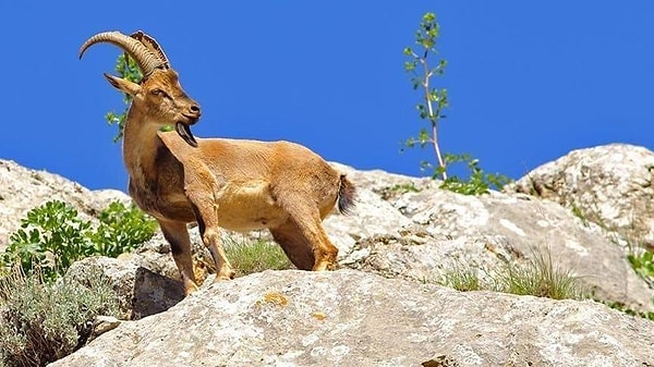 Tarım ve Orman Bakanlığı'nın düzenlediği ihalelerle birlikte avlanma sonucunda onlarca canlı hayatını kaybediyor.