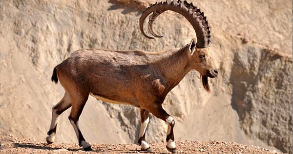 8 yaşından sonra üreme yeteneğini kaybeden ve 15-20 yıl ömürleri olan canlıların 2021-2022 av yılı Av Turizmi Uygulama Talimatı’na göre avlarına izin veriliyor.