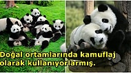 Memeli Hayvanların Çoğu Kahverengi ve Gri Tonlarında Olurken Pandalar Neden Siyah ve Beyazdır?