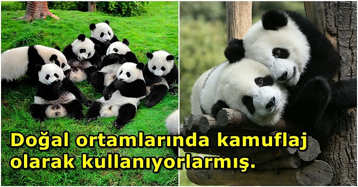 Memeli Hayvanların Çoğu Kahverengi ve Gri Tonlarında Olurken Pandalar Neden Siyah ve Beyazdır?