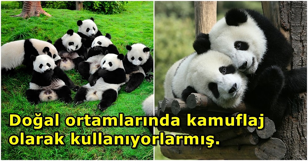 Memeli Hayvanların Çoğu Kahverengi ve Gri Tonlarında Olurken Pandalar Neden Siyah ve Beyazdır?