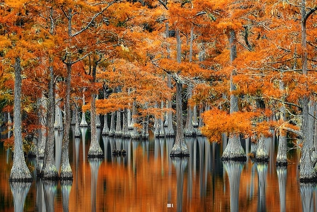 4. Georgia - ABD: