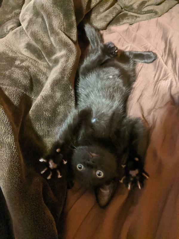 2. Остерегайтесь его лапок для убийств