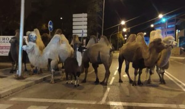 Develerin sahibi Quiros Circus, AFP'ye verdiği görüşte hayvan hakları savunucularının hayvanların kaçmalarını sağladığını iddia etti.