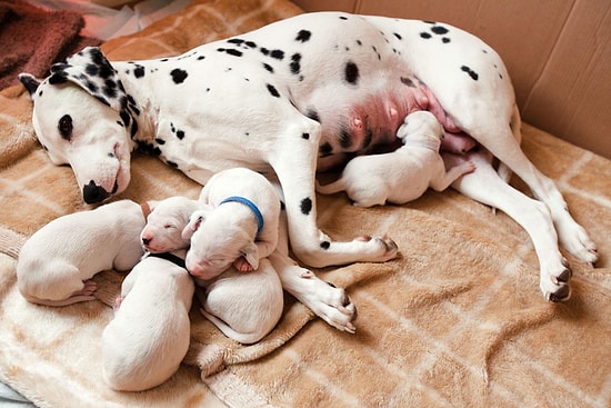 Köpeğin Hamile Olduğu Nasıl Anlaşılır? Köpeklerde Hamilelik Belirtileri Nelerdir?