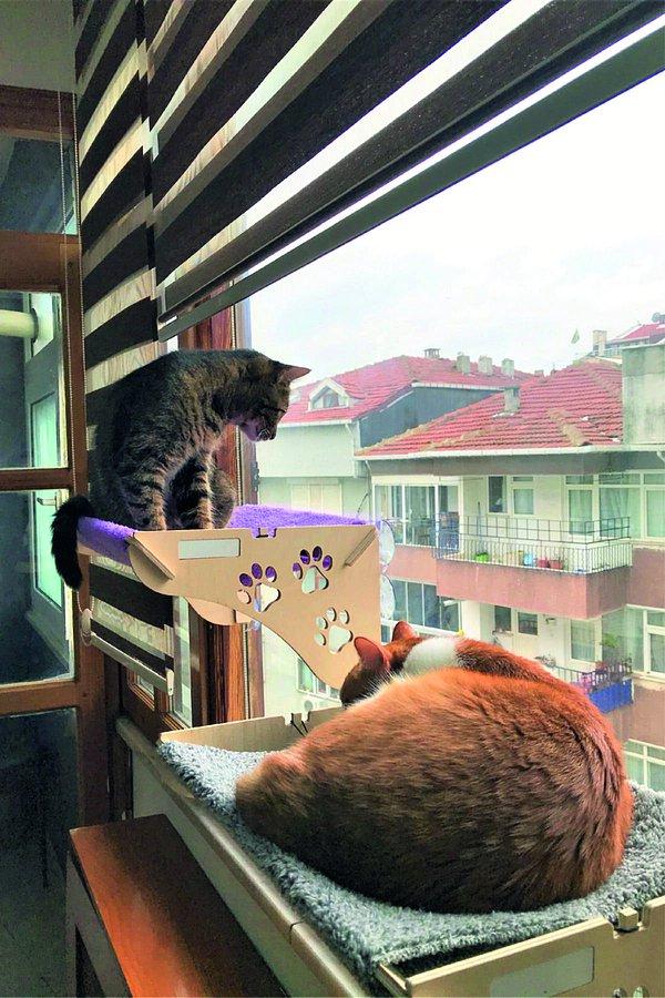 7. Pencerenizi kedinizin televizyonu olarak düşünebilirsiniz.