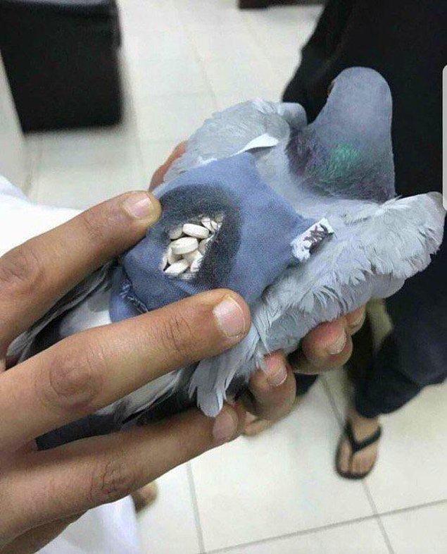 2. 2017 yılında Kuveyt'te bir güvercinin içerisine 200 adet uyuşturucu hap konmuş ve kurye olarak kullanılmıştır.