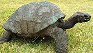 Bu Kaplumbağa Tam 189 Yaşında! Dünyanın En Yaşlı Kara Hayvanı Jonathan