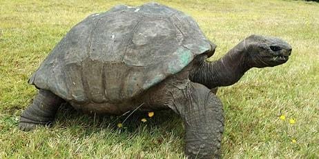 Bu Kaplumbağa Tam 189 Yaşında! Dünyanın En Yaşlı Kara Hayvanı Jonathan