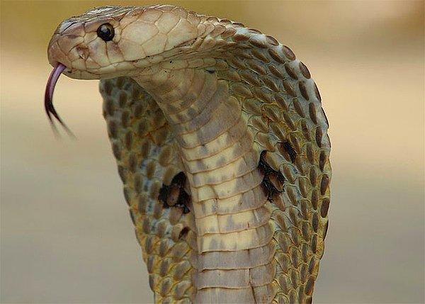 5. Kobra efekti. İngiltere sömürüsü altındaki Hindistan'ın başkentinde o kadar çok yılan vardı ki...