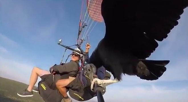 Yamaç Paraşütü ile Atlayan Adamların Selfie Çubuğuna Konan Akbaba