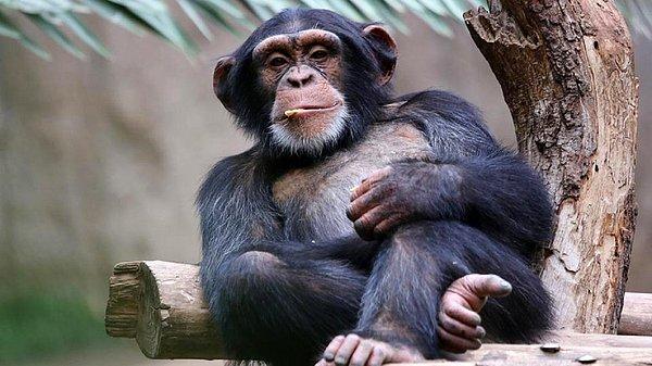 13. Erkek şempanzelerin penislerinde partnerinin diğer erkeklerle çiftleşmesini geciktirmek için dikenler bulunur.