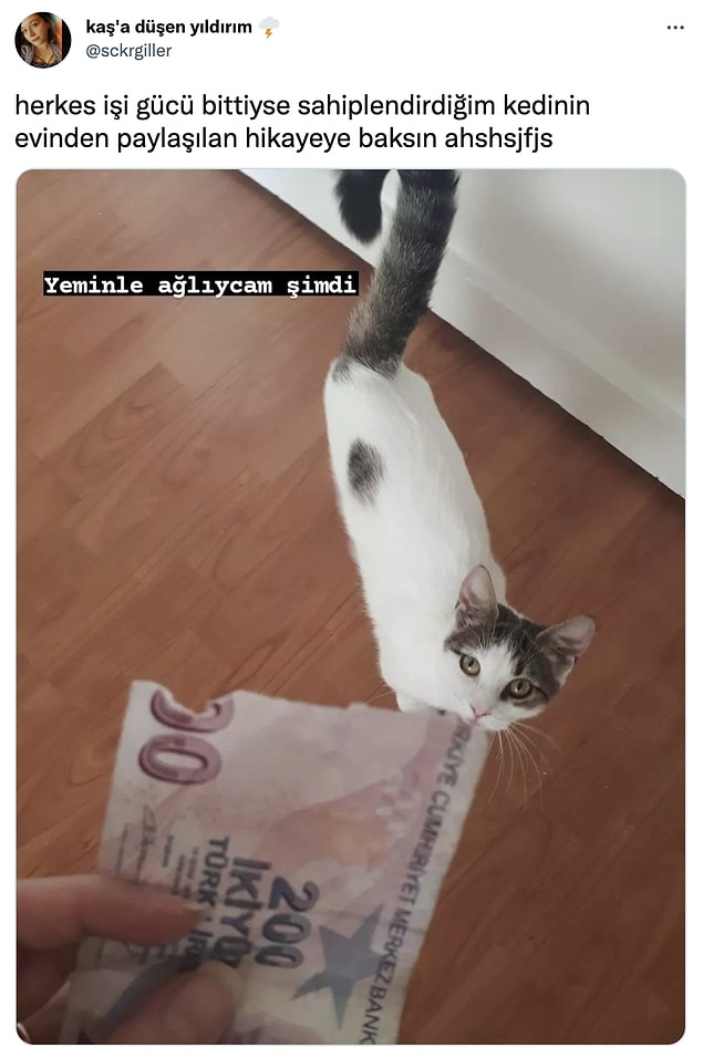 6. Kedi terörüVo