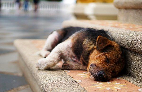 19. Sağlıklı ve mutlu yetişkin köpekler günde 16 saate kadar uyuyorlar.