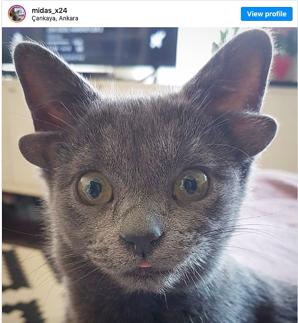 Как выяснилось, проблем со слухом у Мидаса нет, но котенка ожидают дополнительные осмотры у ветеринара, чтобы определить, есть ли в его теле другие генетические мутации.