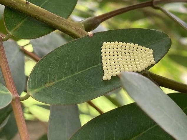 8. Have you ever seen a butterfly egg?