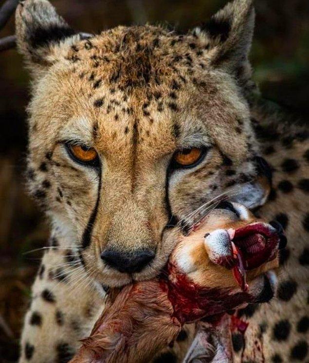 1. Horrifying cheetah that eats an impala lamb without batting an eye: