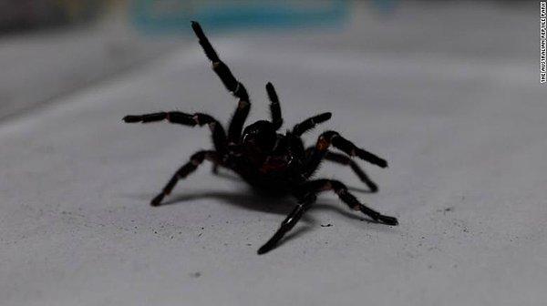 Avustralya Sürüngen Parkı'nda panzehir üretme programına bağışlanan bir örümcek, gücü ve boyutu ile dikkatleri üzerine çekti.