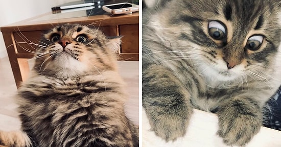 15 фотографий котика, который выражает свои эмоции лучше, чем большинство людей