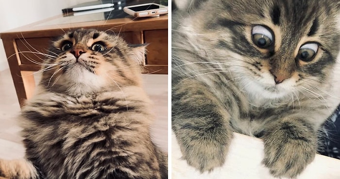 15 фотографий котика, который выражает свои эмоции лучше, чем большинство людей
