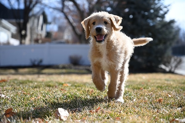 5. Köpeğiniz göz temasını öğrendikten sonra antrenmanlara başka yerlerde devam edin.