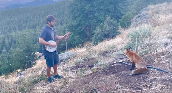 Banjo Çalan Adamın Karşısına Oturup Müzik Ziyafeti Yapan Yaban Tilkisi