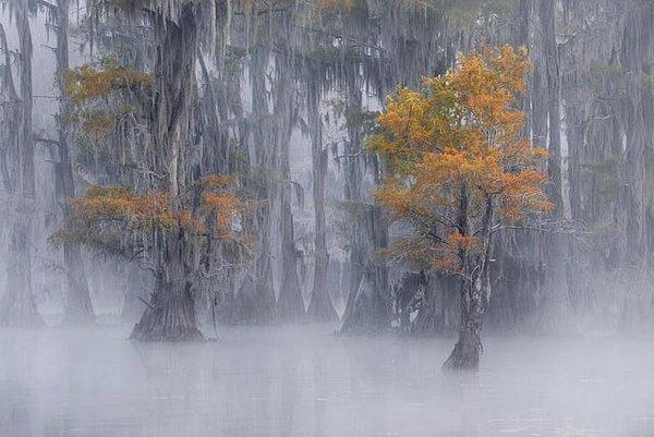 4. Amerika Birleşik Devletleri'nin güneyinde bulunan Cypress bataklıkları.