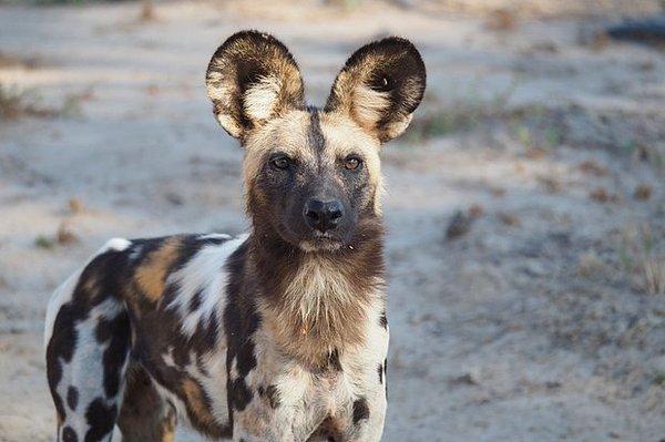 9. Afrika'daki en başarılı yırtıcı Afrika yaban köpeğidir ve hedeflerini %85 oranında avlayabilir.