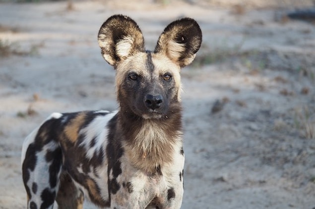 9. Afrika'daki en başarılı yırtıcı Afrika yaban köpeğidir ve hedeflerini %85 oranında avlayabilir.