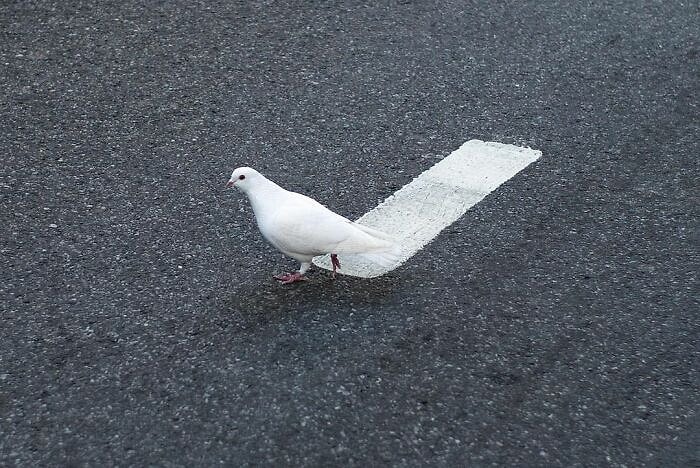 20 неожиданных совпадений на улицах Нью-Йорка, которые успел заснять русский фотограф (Новые фотографии)