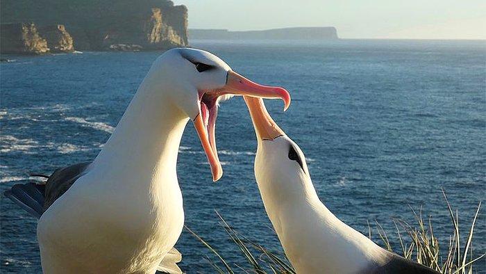 İklim Değişikliği, Eşine En Sadık Türlerden Albatroslarda Boşanmaları Artırdı
